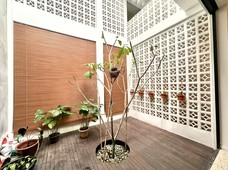 The air-well courtyard: white ventilation-block walls, timber blinds, a young frangipani through a circle in the deck — and a small twig nest in the fork of its branches.